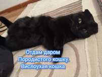 Бесплатно вислоухая кошка