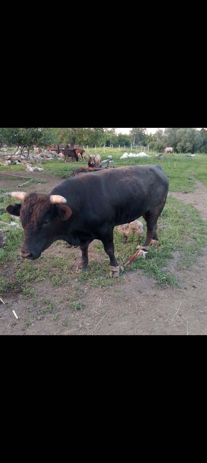 Продам бычка.   .
