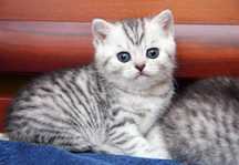 Продам шотландских  котят.