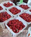 Малина дачная 2000 кск