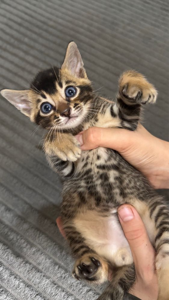 абиссинские котята