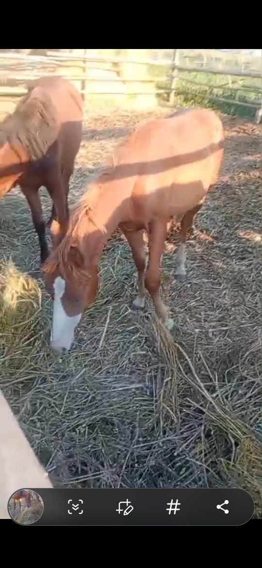 Продам лошадей три головы