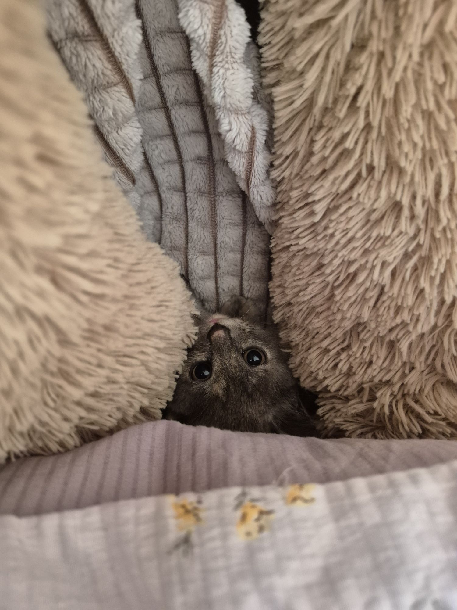 Отдам чудесную и необычную девочку