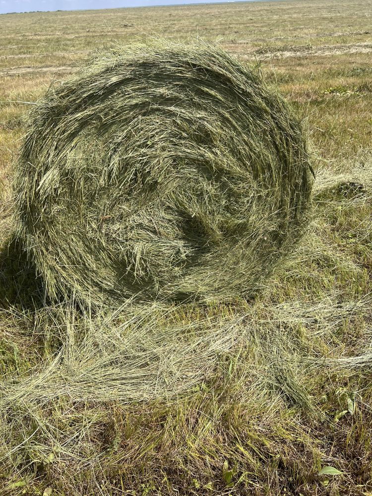 Шөп, сено, тюк, рулон, сатамын. Жеткізу.