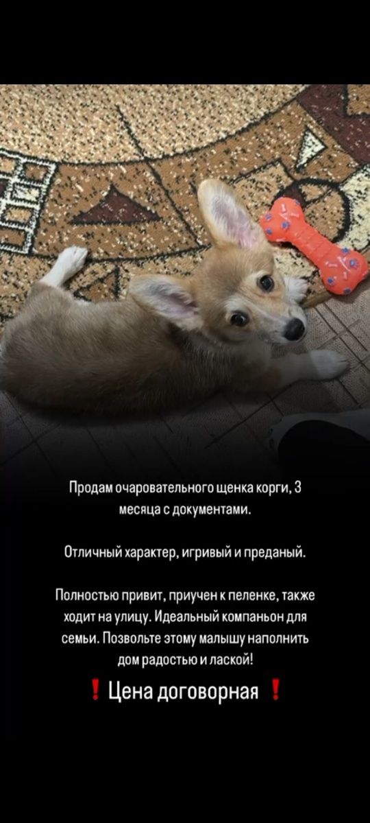 Корги к всему приучин