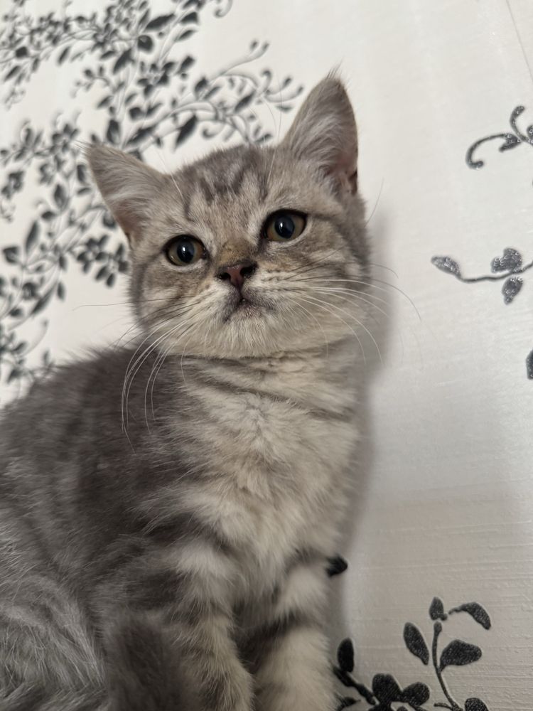 шотландские прямоухие котята