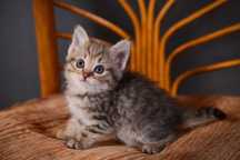 Котёнок (девочка)