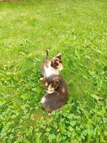 Ищем дом для котят