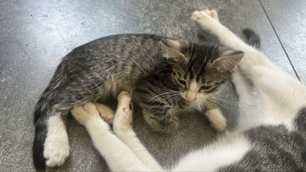 Котята, в добрые руки