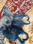 Есть маленькие котята, отдам на очень добрые руки