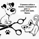Стрижки собак и кошек с выездом на дом. Алматы.