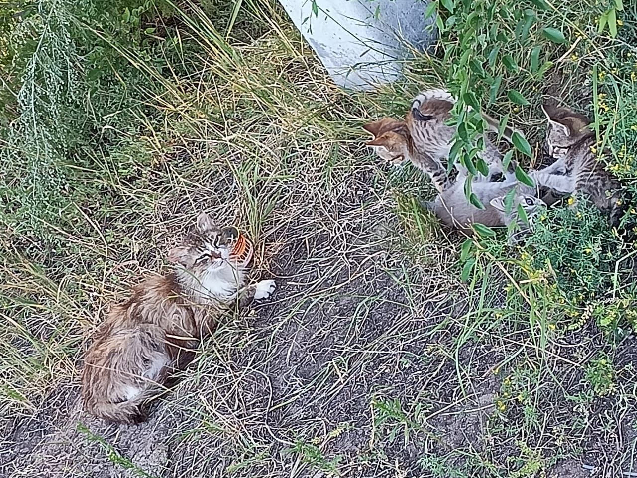 отдам в добрые руки котят трое. живут на улице под деревом