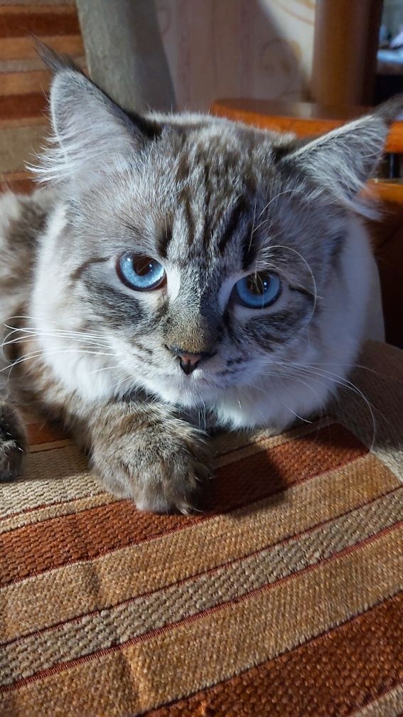 Невский  маскарадный кот для вязки