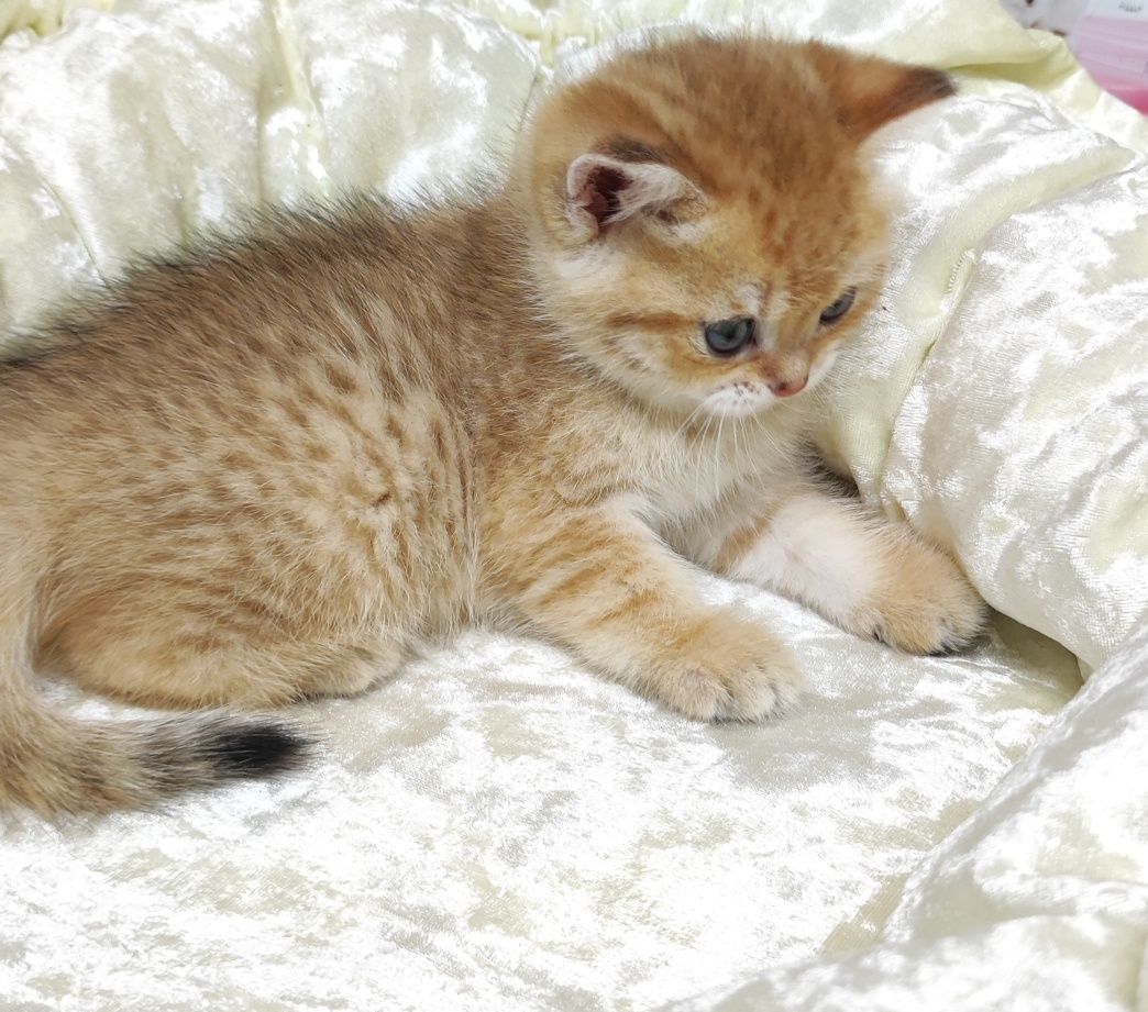 Британские котики
