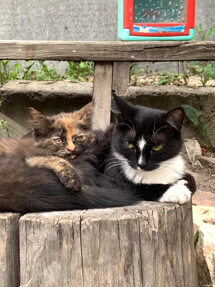 Котята мальчик и девочка отдам