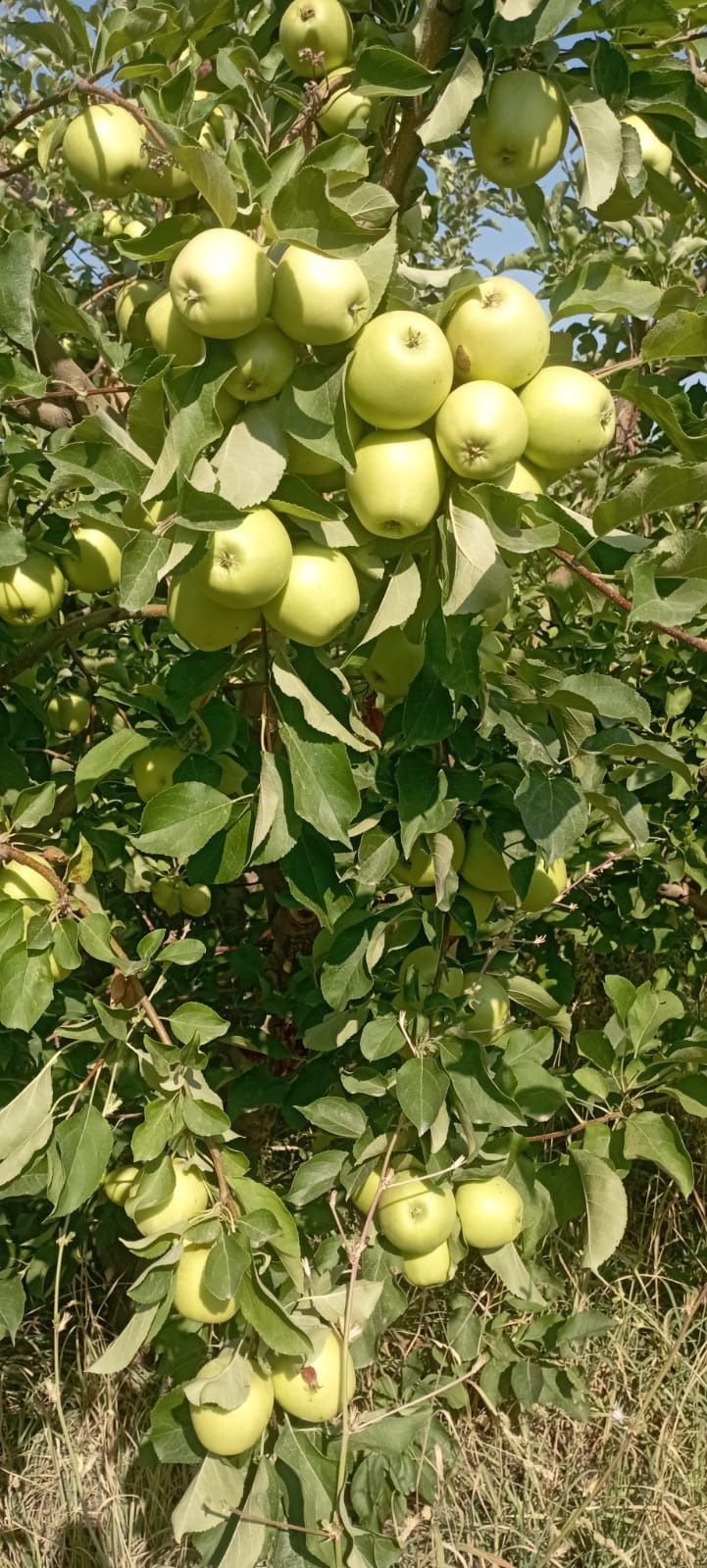 Продам яблоки, осенние сорта
