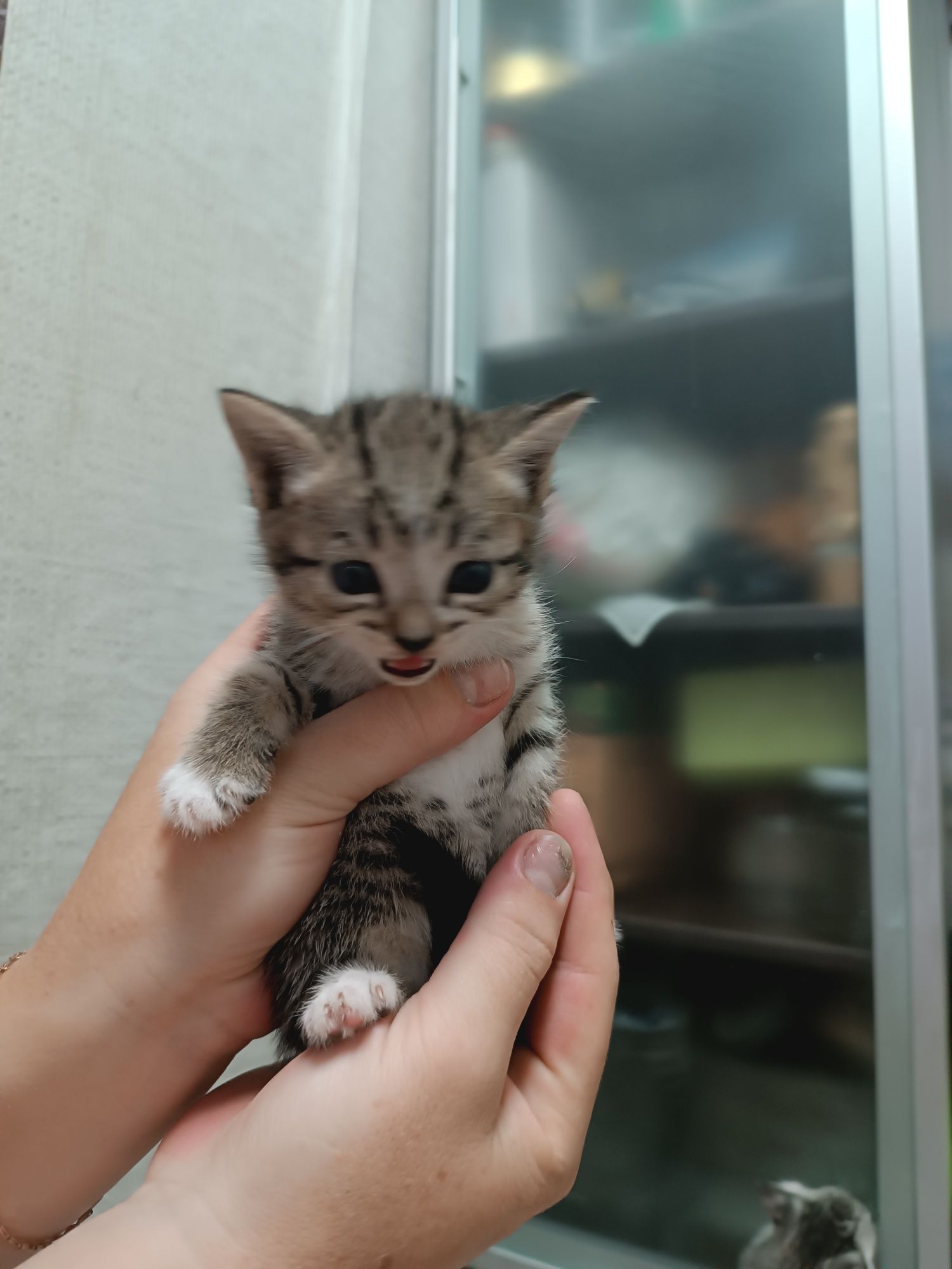 Продам котят британцев
