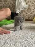Котенок 1 айлык таза