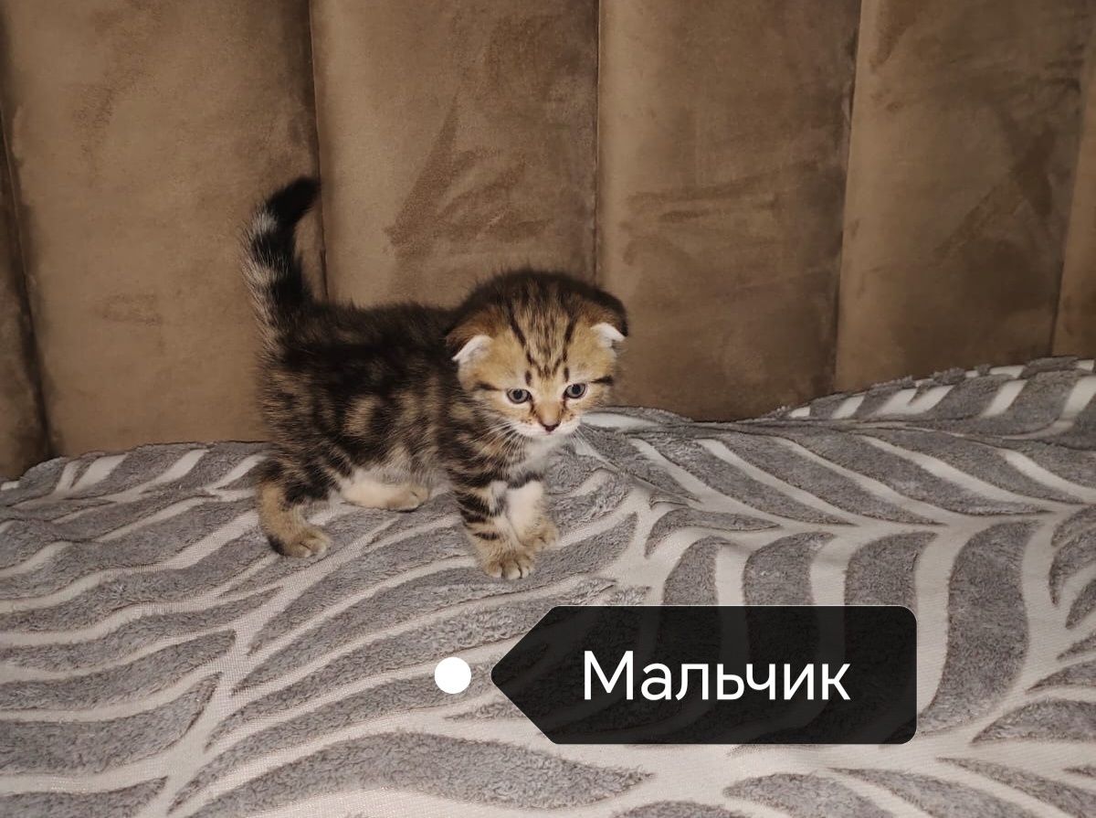 Шотландские котята
