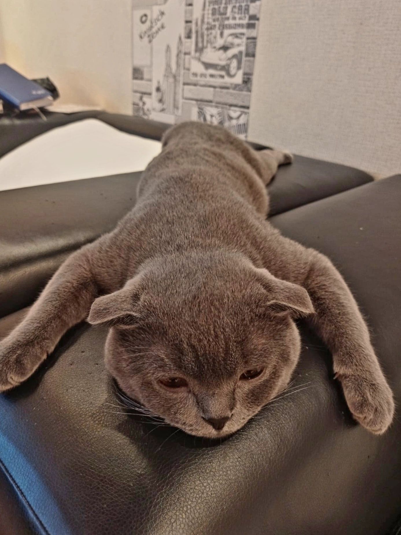 Котик ждет невесту,вязка,шотландец,скотиш фолд,вязка кота,вязка кошки