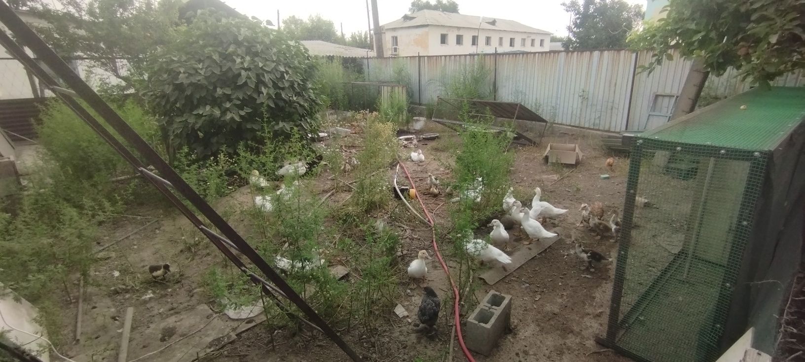 Продам молодых индоутят