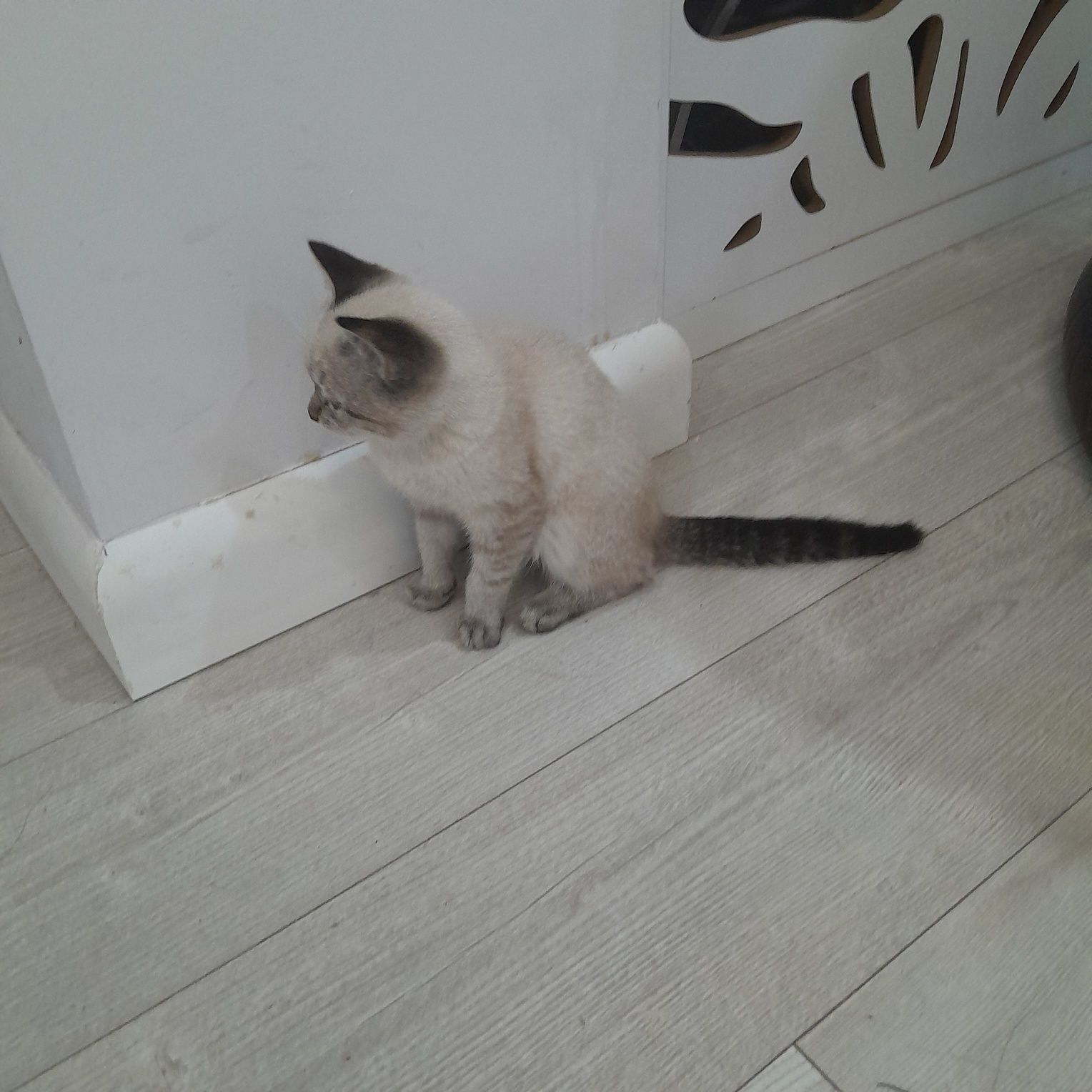 Отдам прекрасного котенка