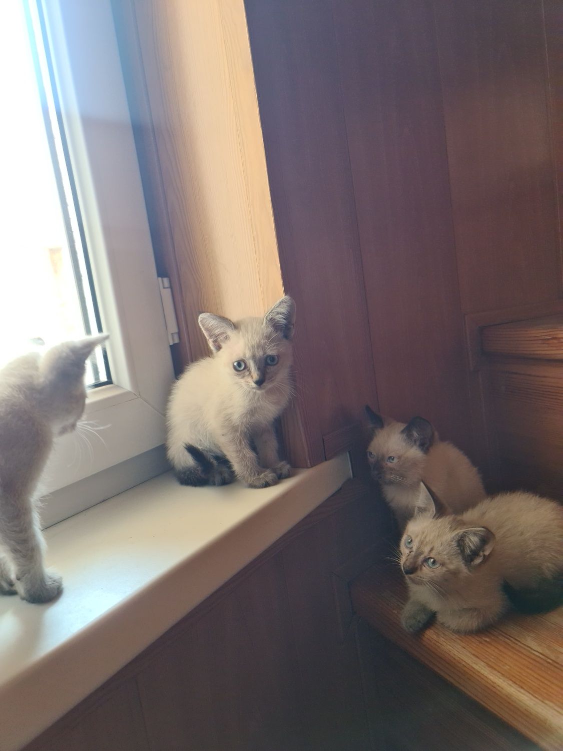 Замечательные котята