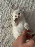 Котенок мальчик 1 м