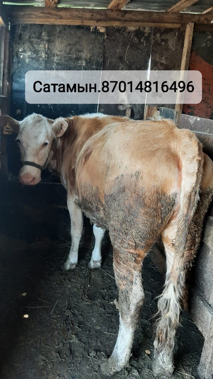 Қашар 1,7 жасар сатылады семіз