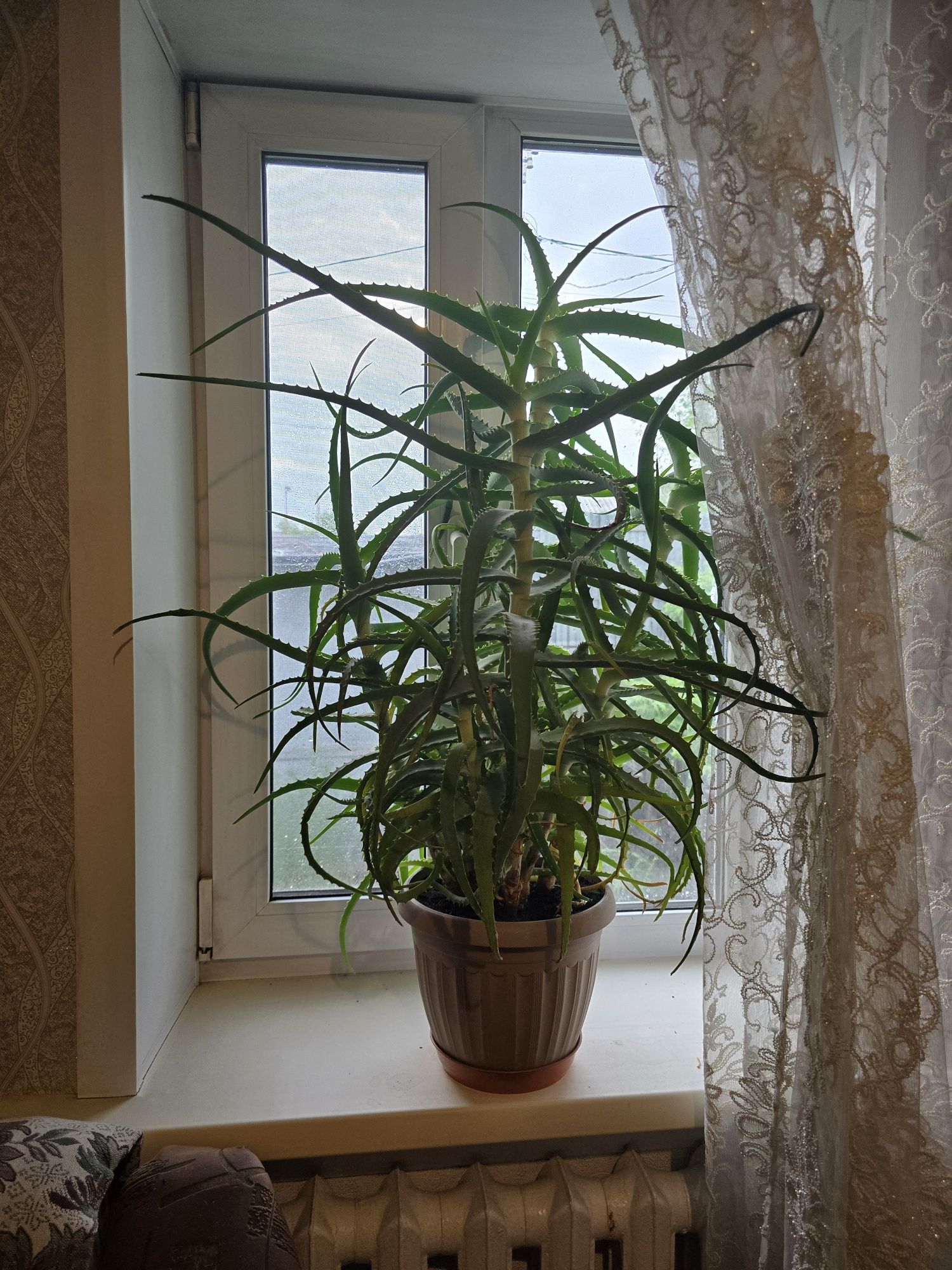 Продам Денежное дерево и Алоэ