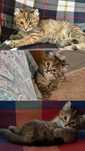 Очаровательный котёнок, девочка