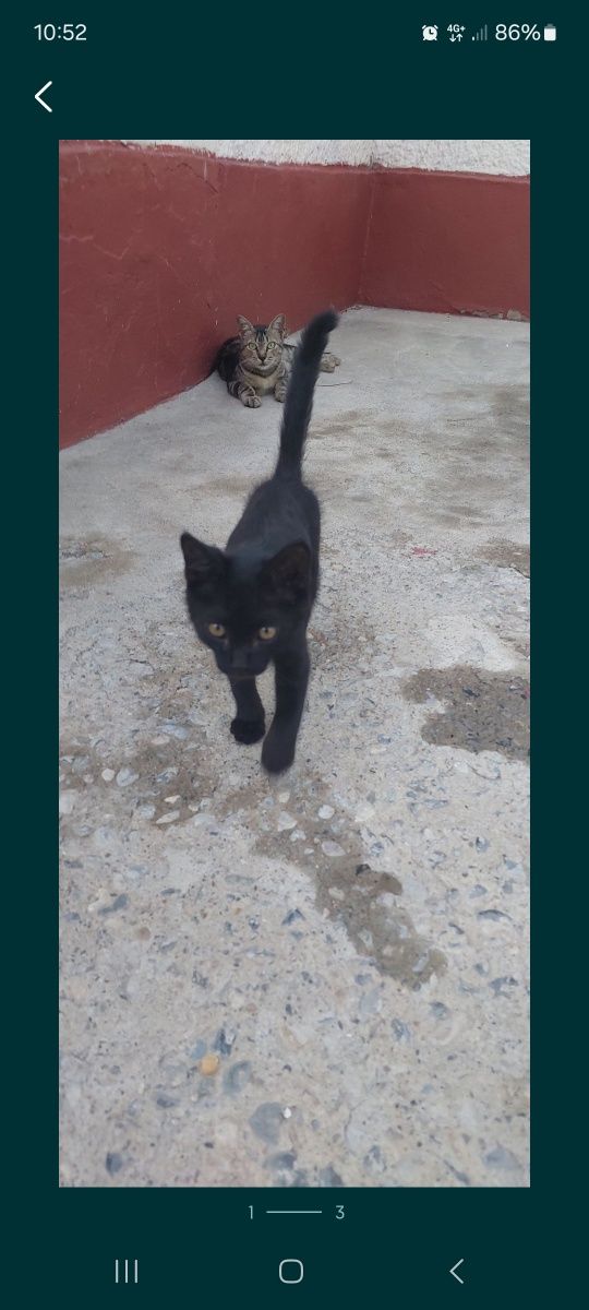 Одам Хорошие Руки  Котёнка
