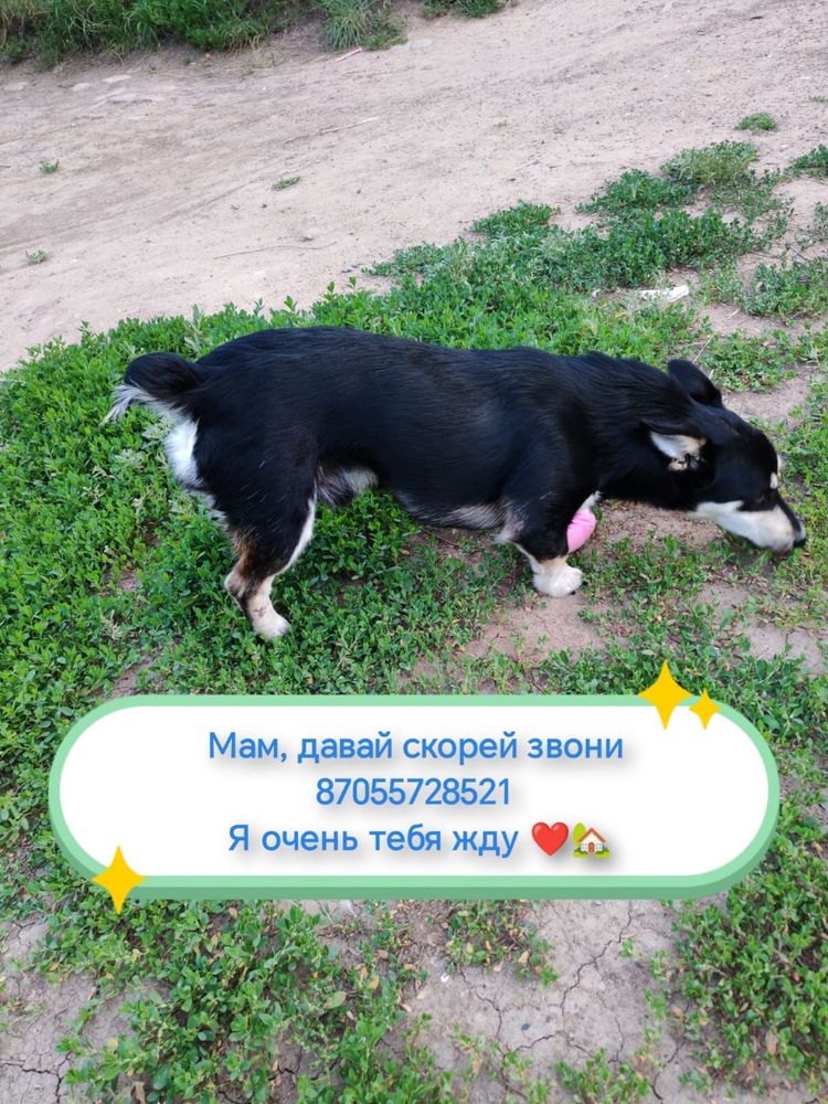 Щенок мальчик ищет дом