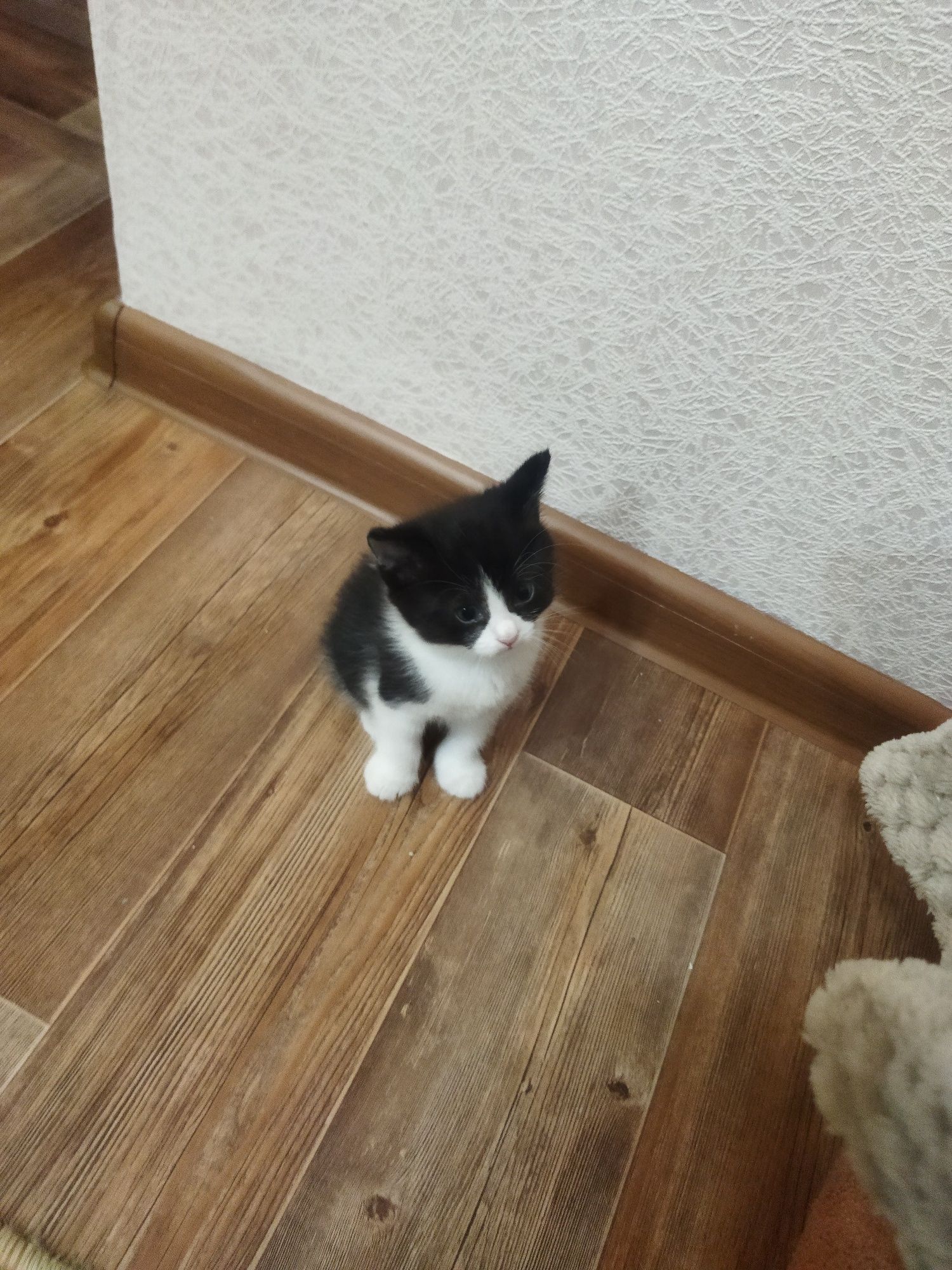 Отдам хорошеньких котят в добрые руки