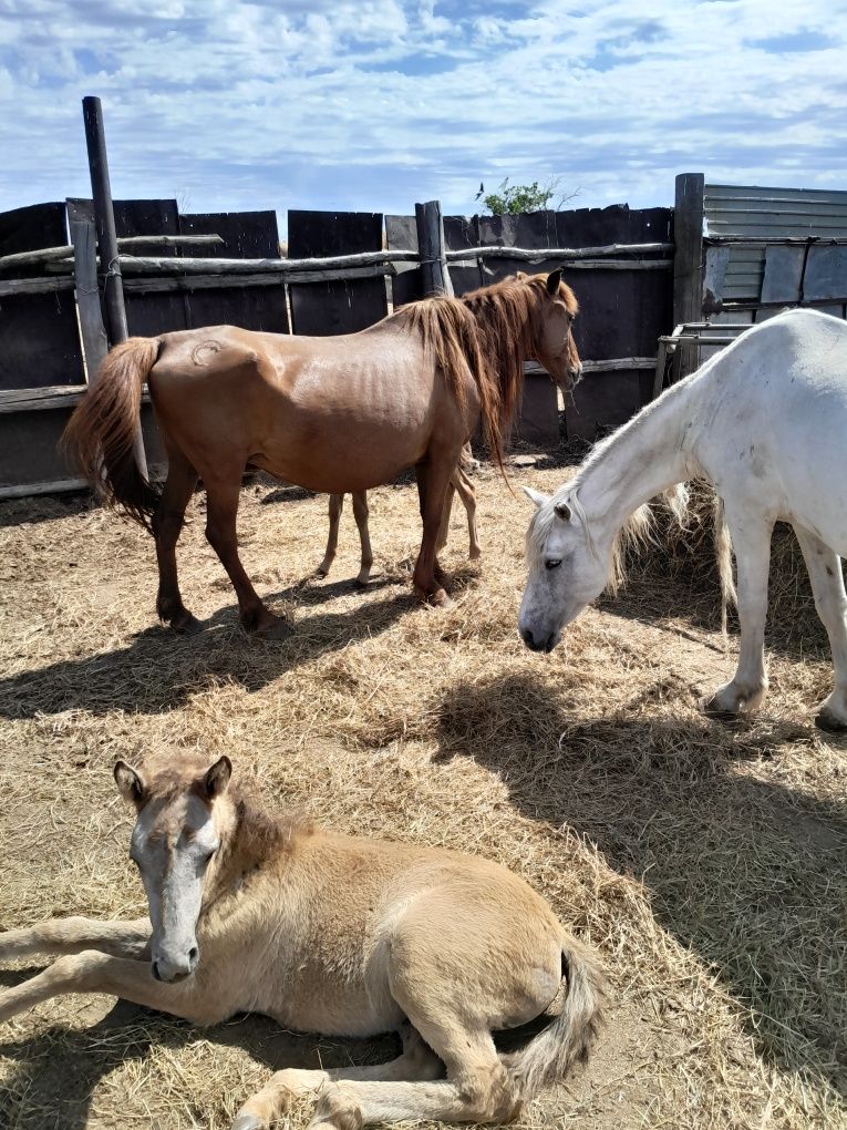 Продам 3 кобылы с жеребятами