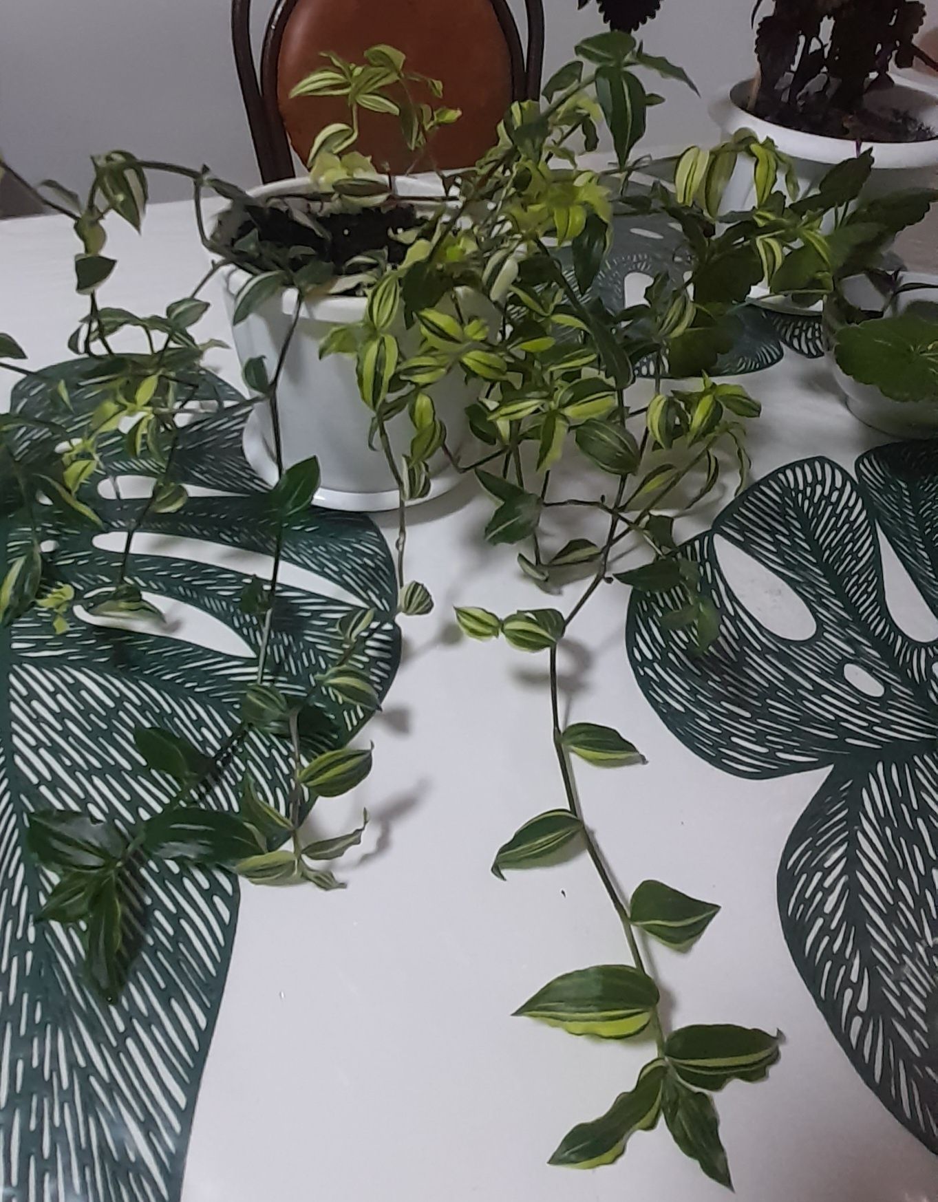 Продам разные цветы.