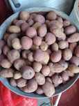 Семенной картофель