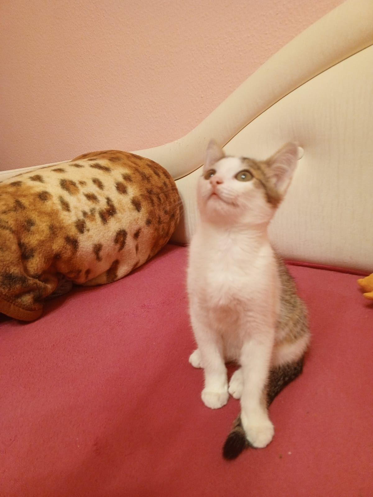 Отдам кошечку и котика 3 месяца