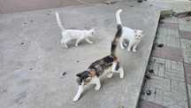 Отдам бесплатно котят