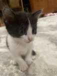 Котенок отдам бесплатно