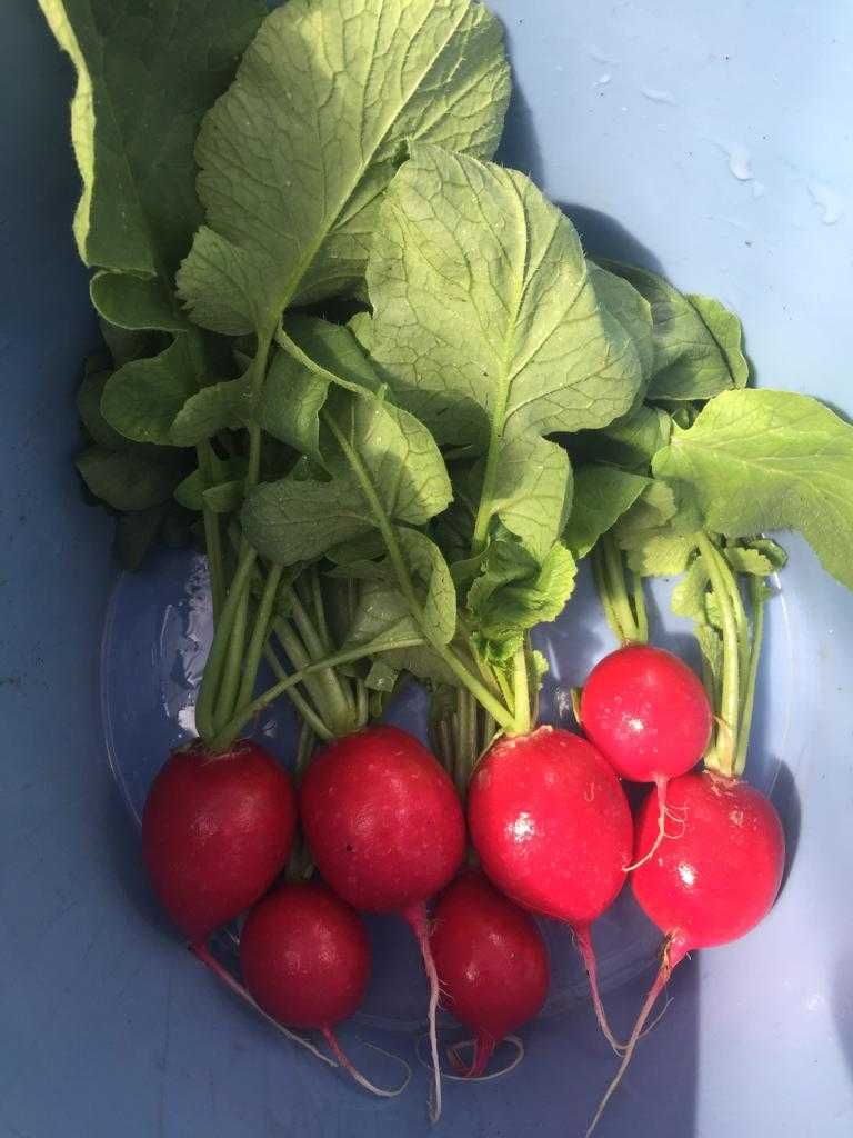 Продается свежая, вкусная и полезная редиска
