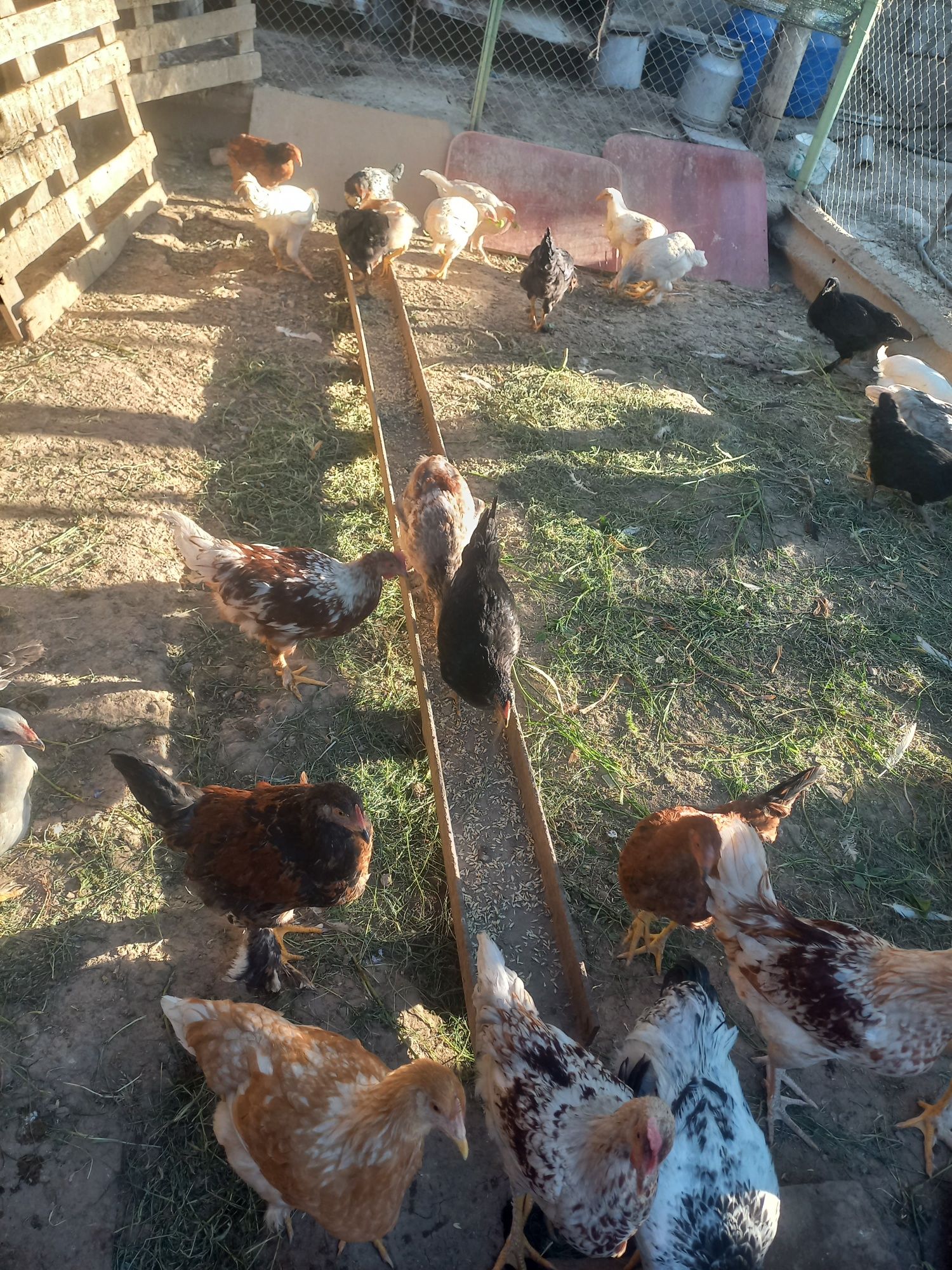 Молодые курочки и петушки