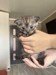 Пррдаются котятя