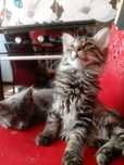 Котята мейнкуны 3месячные