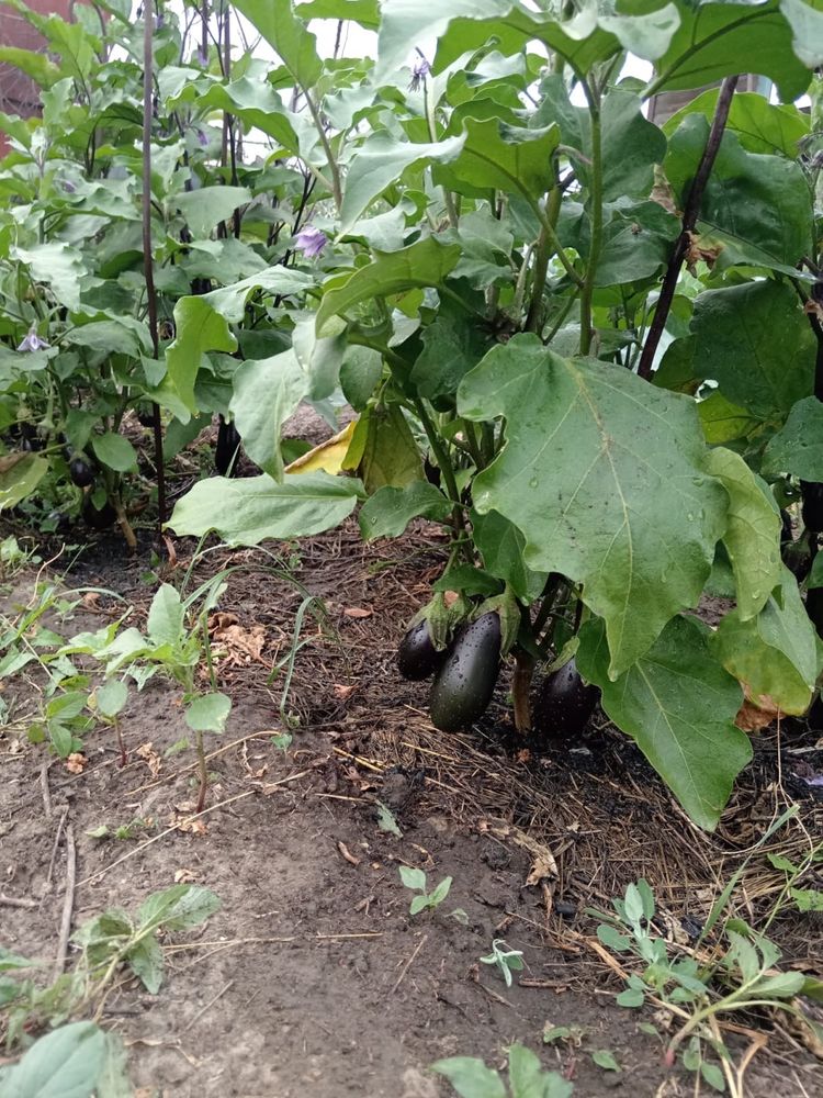 Срочно продам дачу на Бобровке