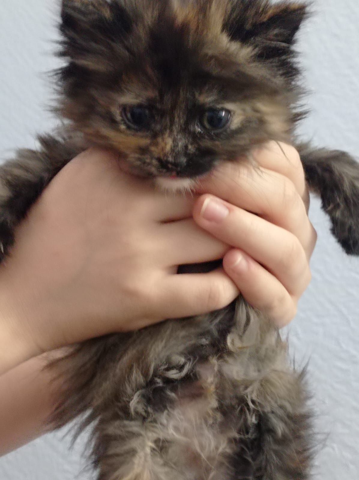 Отдам котят в хорошие руки