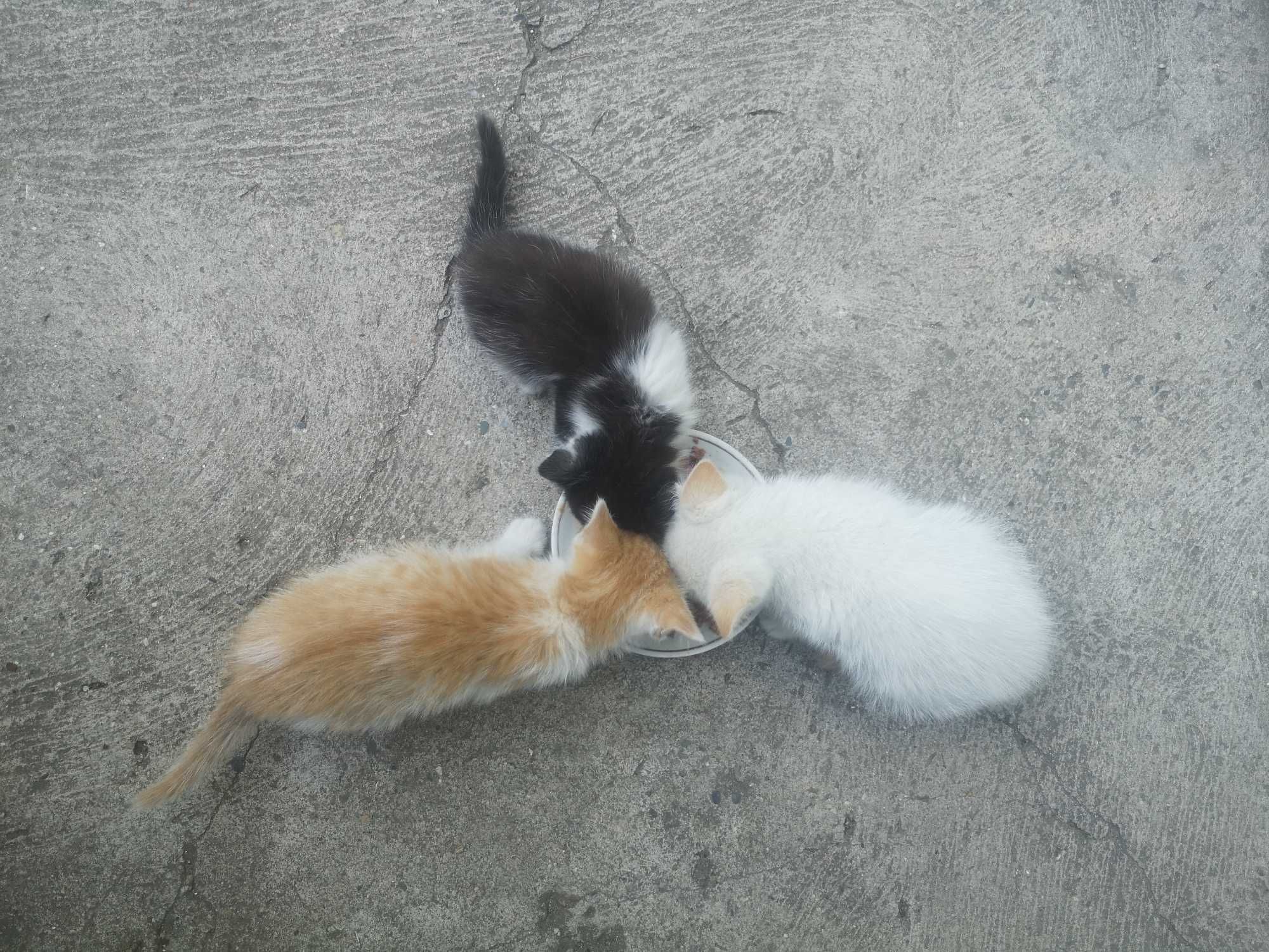 Отдам в  котят в добрые руки