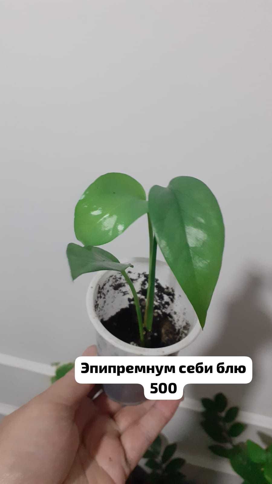 Эпипремнум себи блю