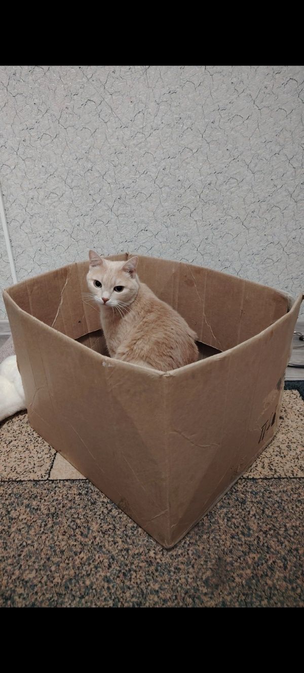 Отдам кастрированного кота