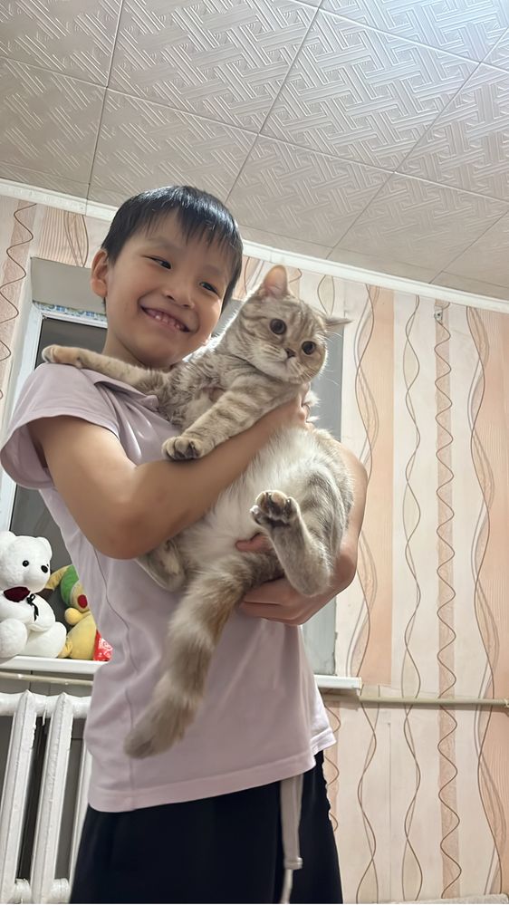 Отдаем в добрые руки шотландскую кошку